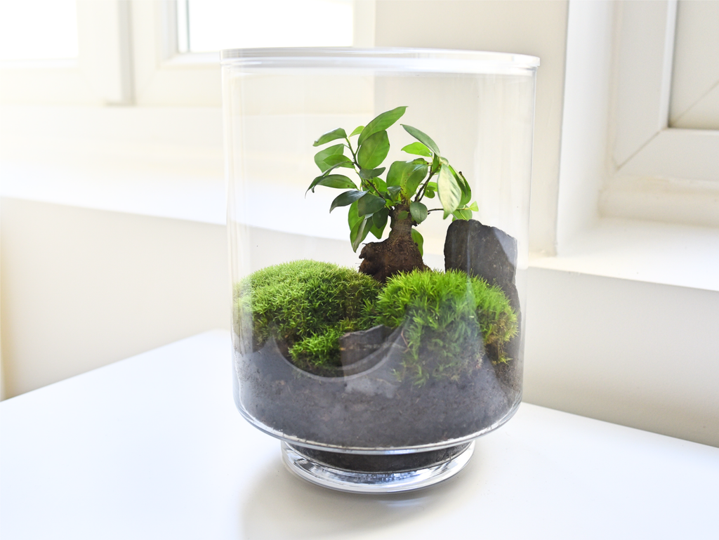 Terrarium plantes, découvrez le terrarium végétal