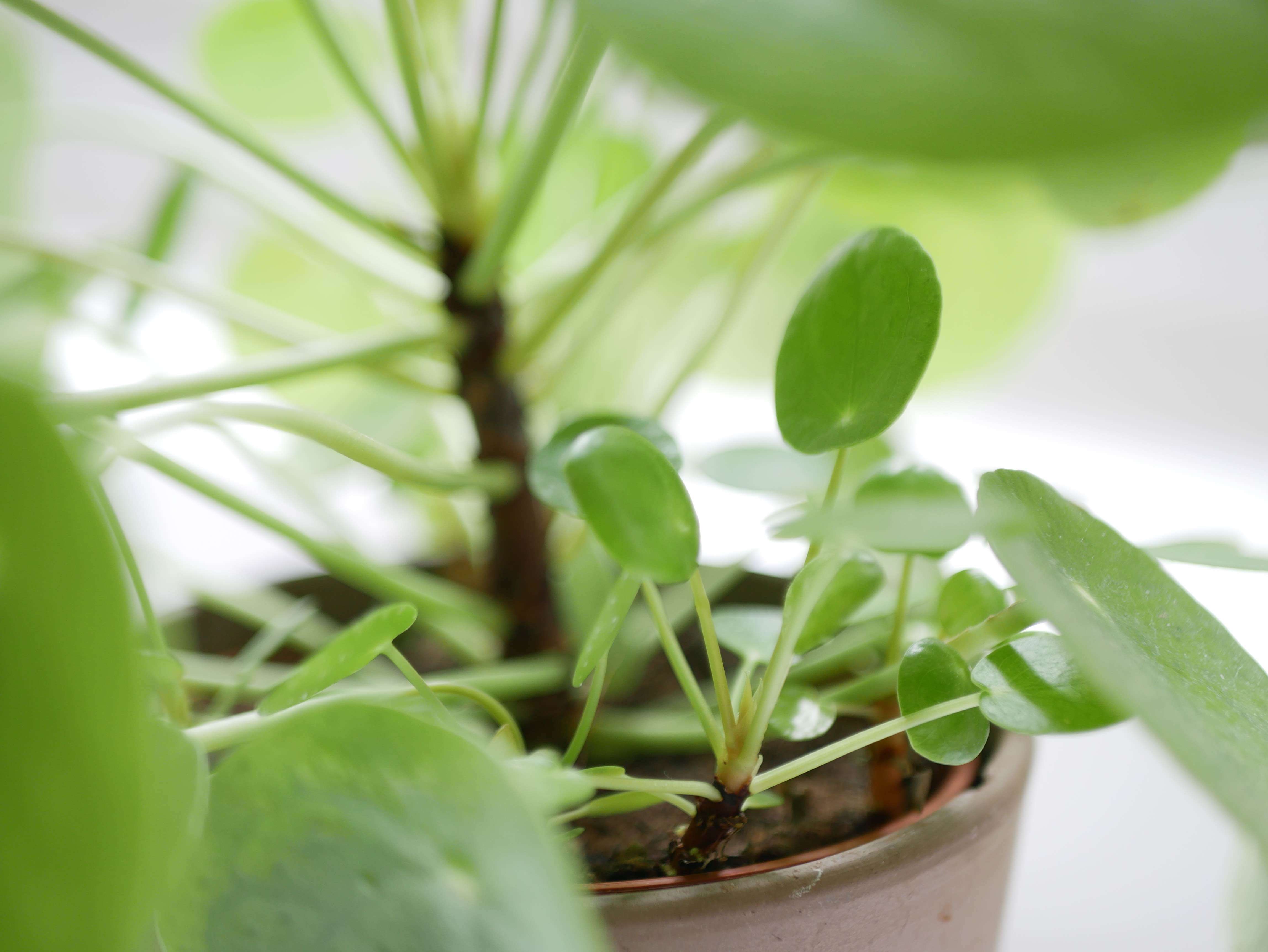 Pilea peperomioides - plante pour intérieurs & terrariums
