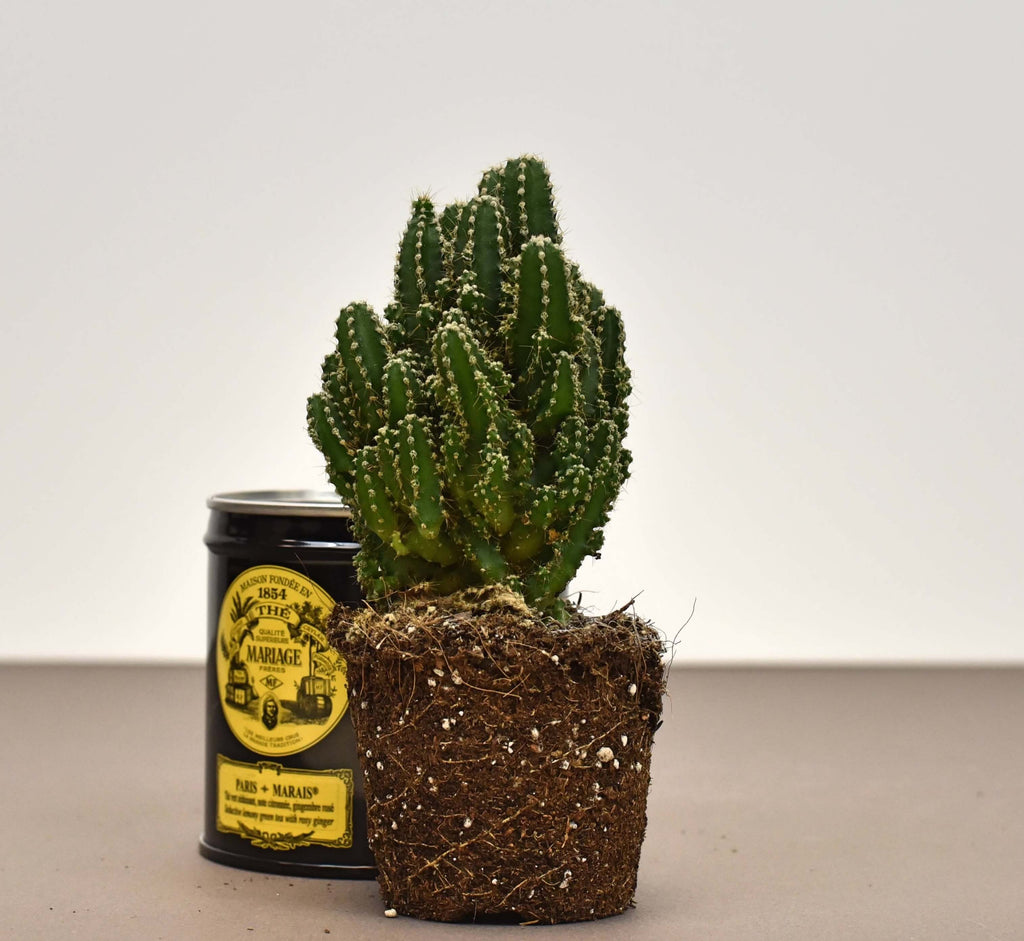 entretien cactus