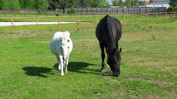 Equador and Crystal Horses