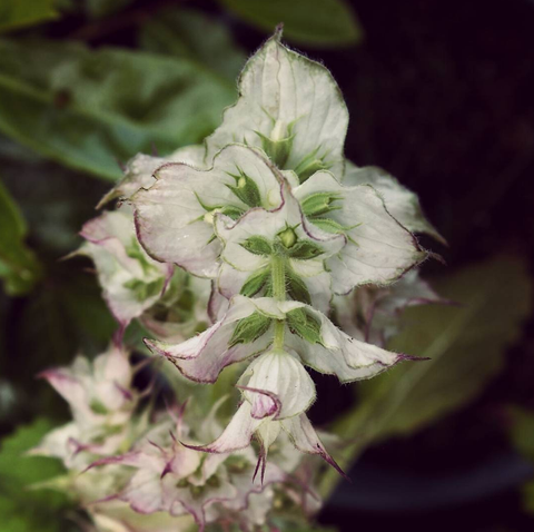 clary sage flower in Nat Raedwulf's garden 