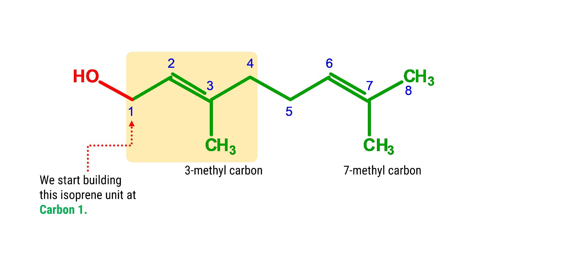 Lactic Acid Molecule