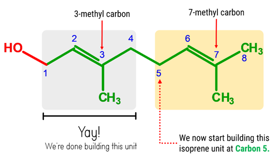 Lactic Acid Molecule