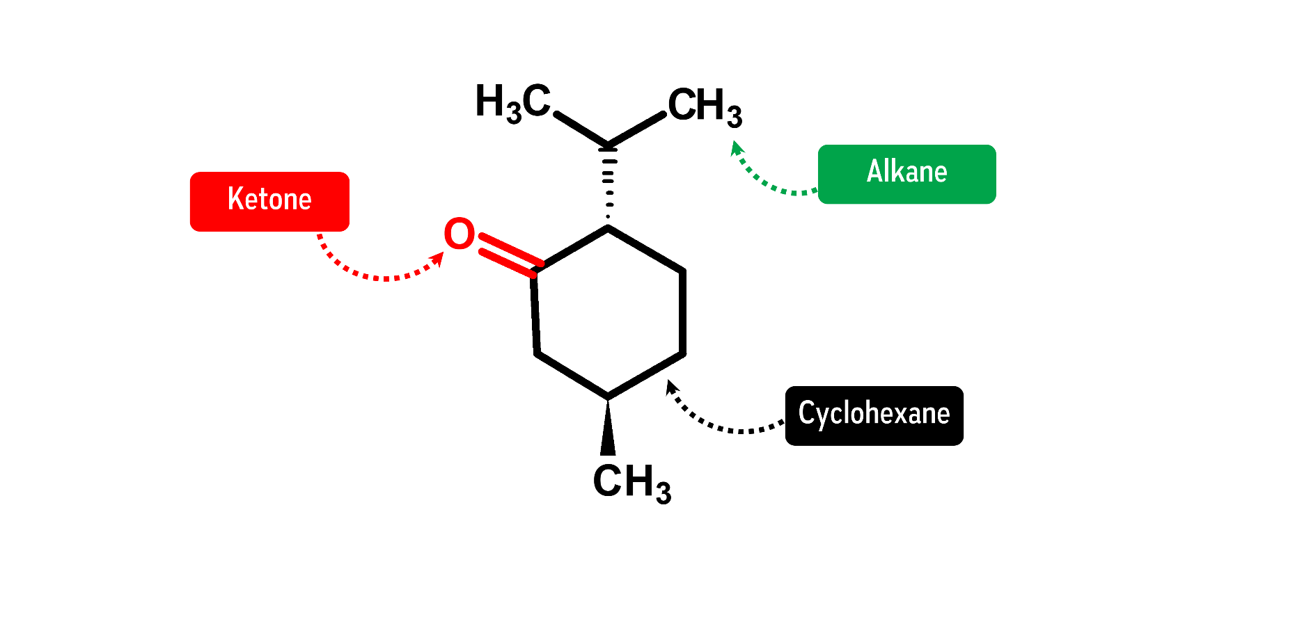 Menthone Molecule