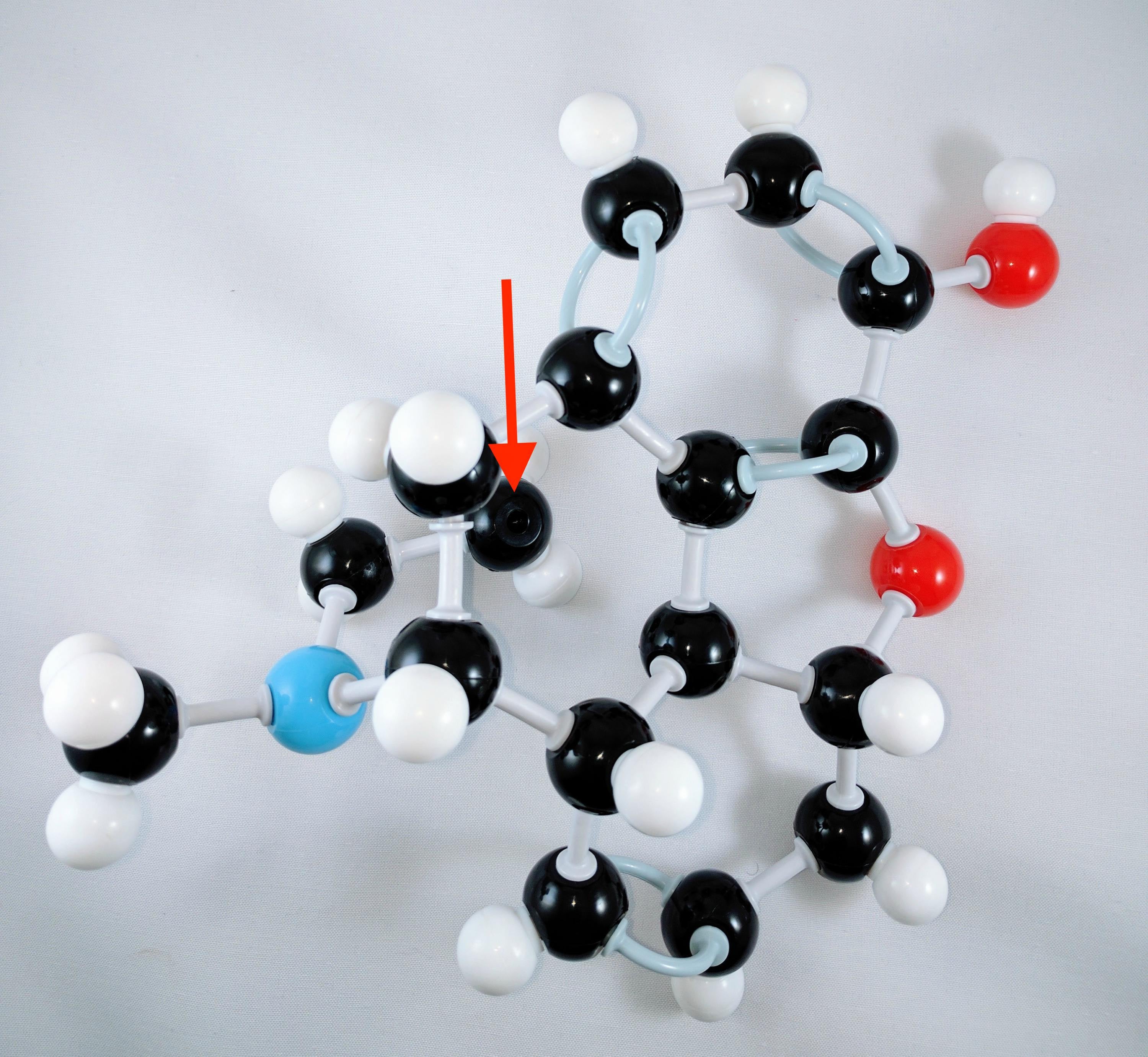 estradiol molecular model