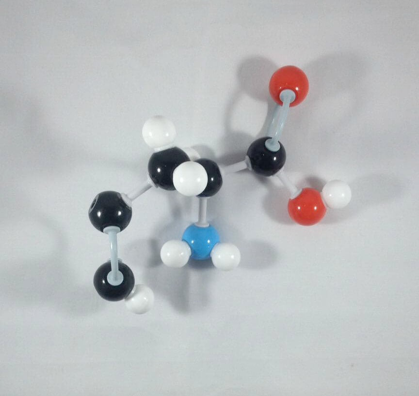 Tryptophan Molecule