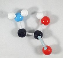 Arginine Molecule