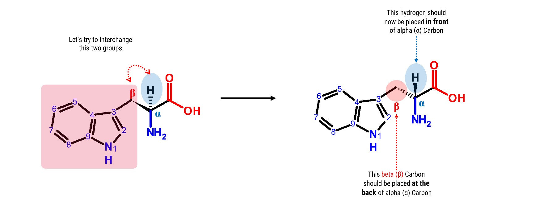 Tryptophan Molecule