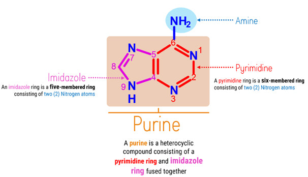 Adenine Molecule