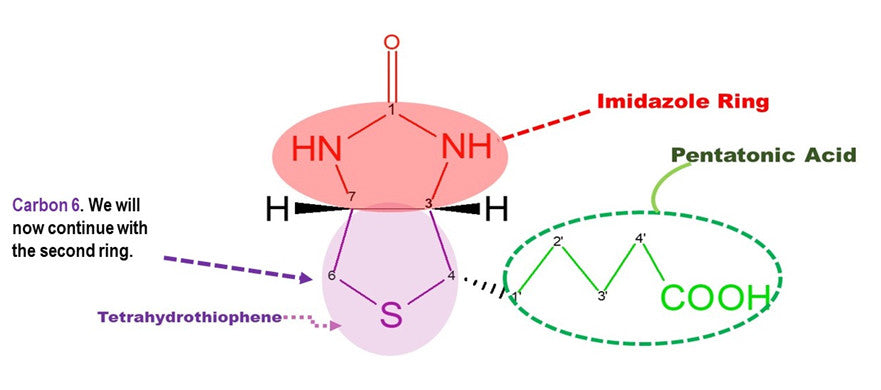 biotin molecule 