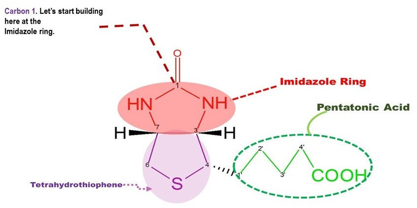 biotin molecule 