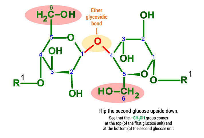 cellulose molecule 
