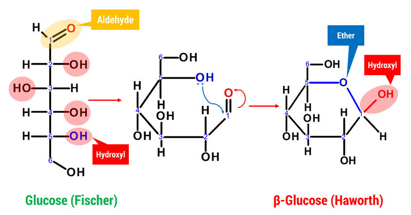 Draw the structure of the α-glucose and β-glucose. - Zigya