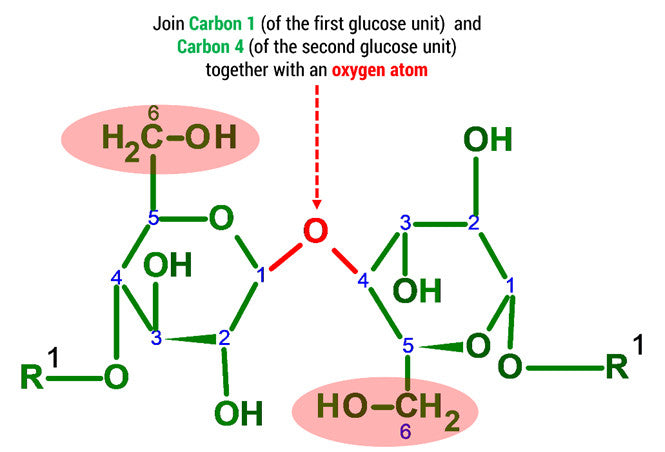 cellulose molecule 