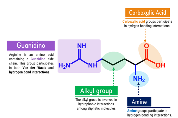 Arginine Molecule