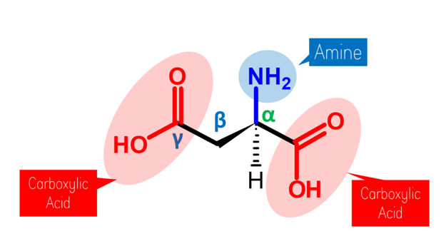 Aspartic Acid Molecule