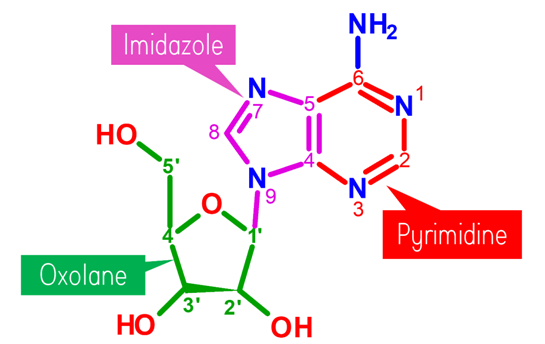 Adenosine Molecule