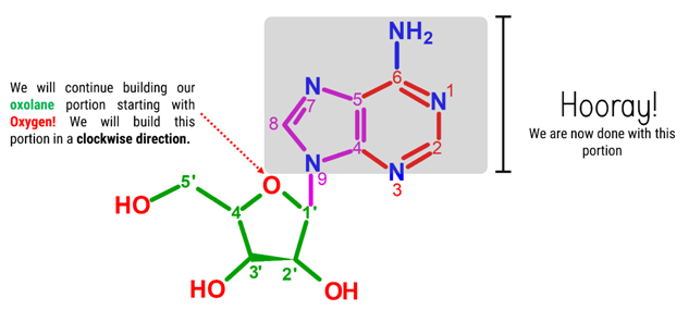 Adenosine Molecule