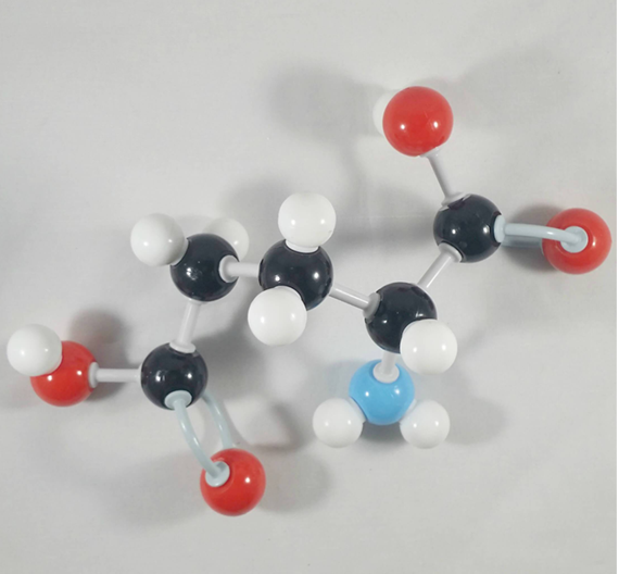 Glutamic Acid Molecule