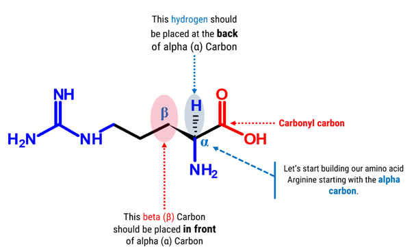 Arginine Molecule