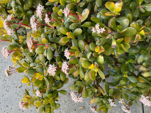 Jade Plant