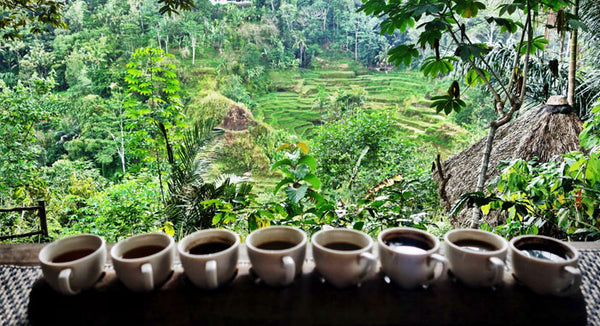 jejeran cangkir berisi kopi dengan latar belakang terasering tegalalang