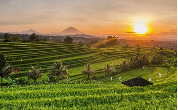 pemandangan sunset di terasering tegalalang