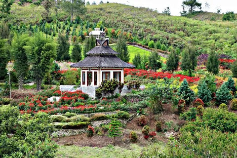 pemandangan kebun bunga sapo juma tongging