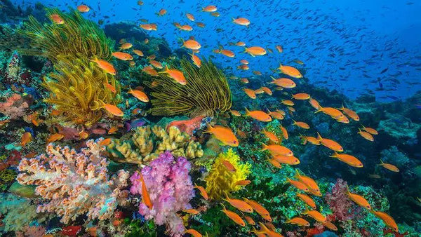 kumpulan ikan dan terumbu karang di bawah laut taman nasional bunaken