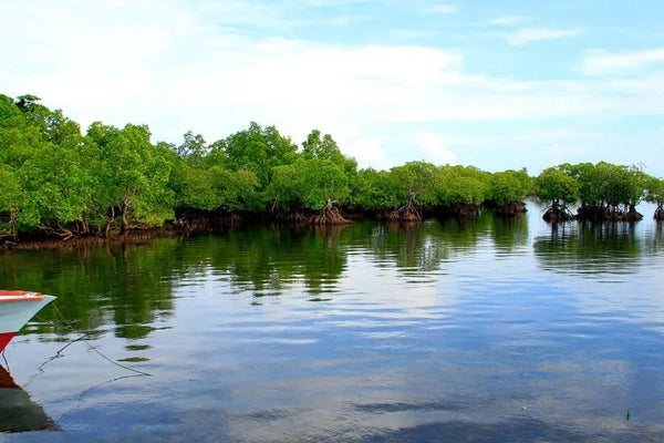 pemandangan hutan bakau di tengah perairan pulau mantenage