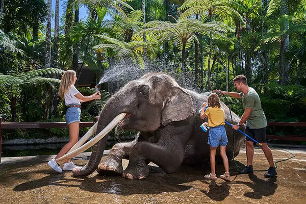 beberapa orang sedang memandikan gajah di mason elephant park
