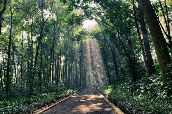 rimbunnya hutan di tamah hutan raya Ir. H. Djuanda