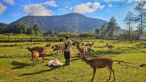 rusa rusa sedang berkumpul di ranca upas