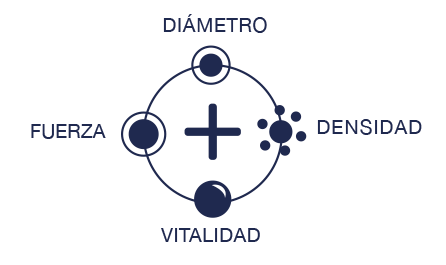 trabajamos en los 4 ejes del problema, densidad, fuerza, vitalidad y diÃ¡metro