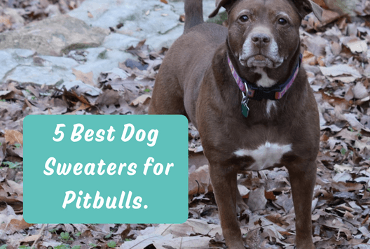 dog shirts for pitbulls