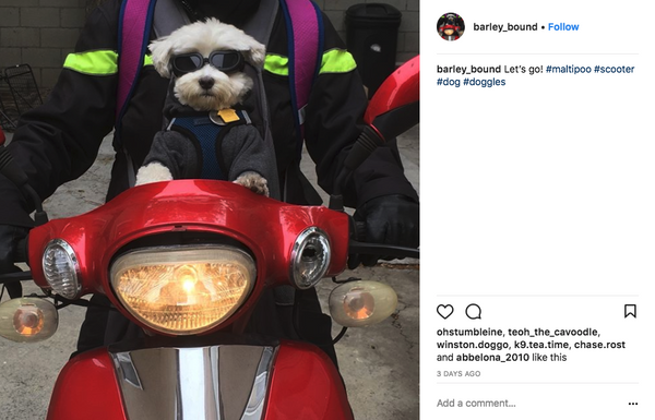 Maltipoo on bike in doggles