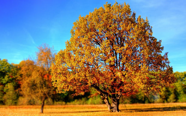 Autum leaves