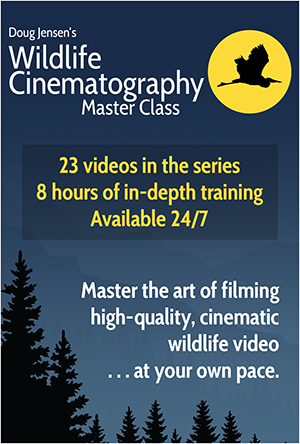Wildlife Cinematography Master Class