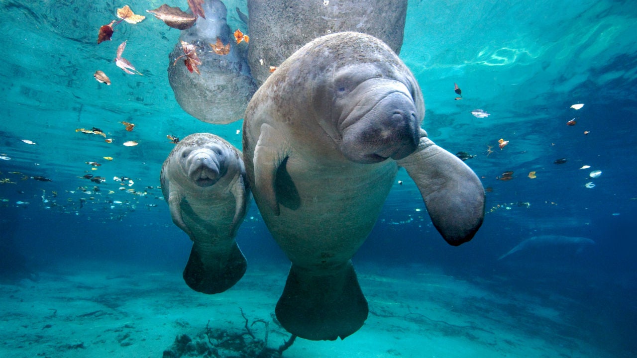 manatee