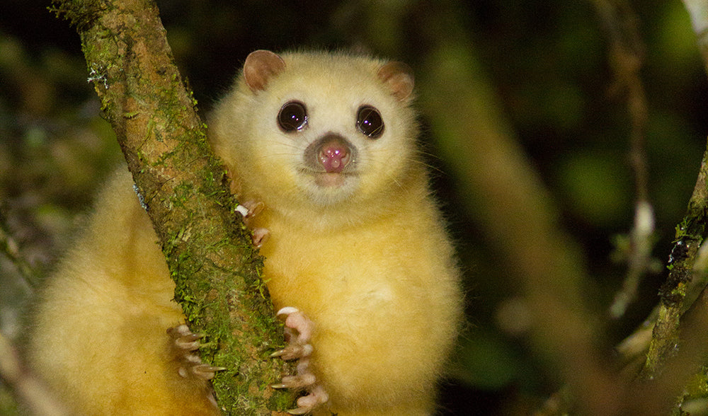 lemuroid ringtail possum