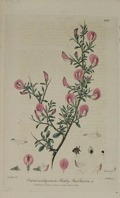 Botanical, Baxter William, Prickly Rest Hallow, 1834-1843
