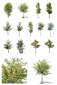 Packages – cutout trees