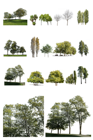 Small Maple tree 3 – Cutout|trees