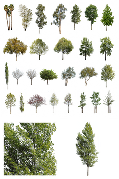 DIVERSE TREES | Package – Cutout|trees