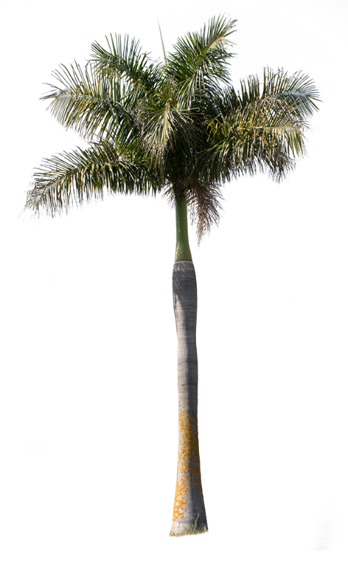 palm tree photoshop