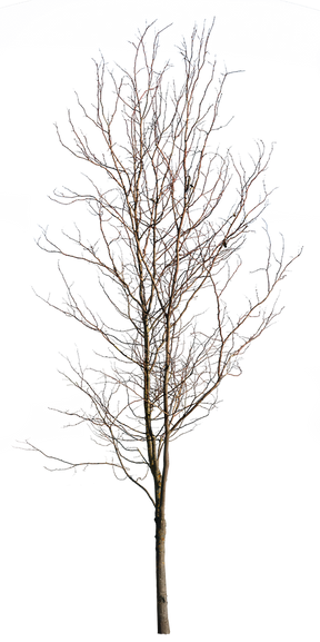 Deciduous Tree Winter V – cutout trees