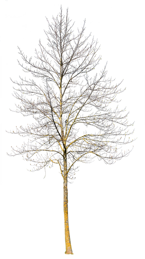 Deciduous Tree Winter III – cutout trees