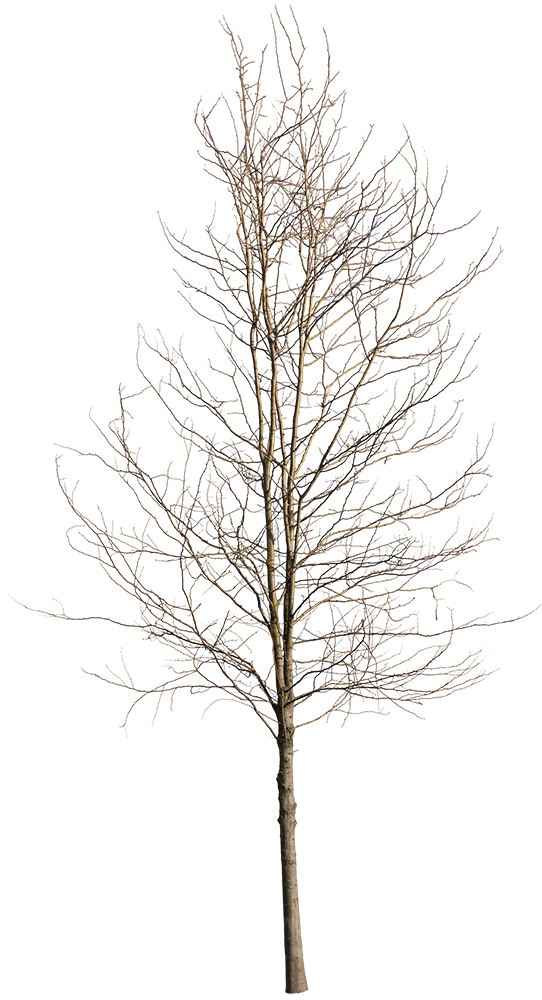 Deciduous Tree Winter IV – cutout trees