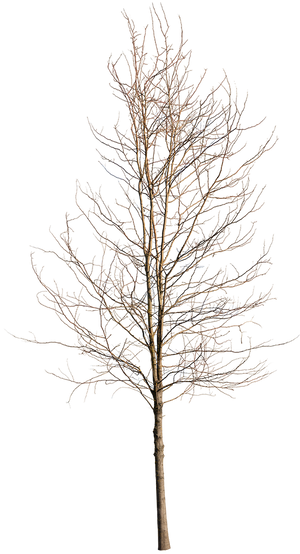 Deciduous Tree Winter VI – cutout trees