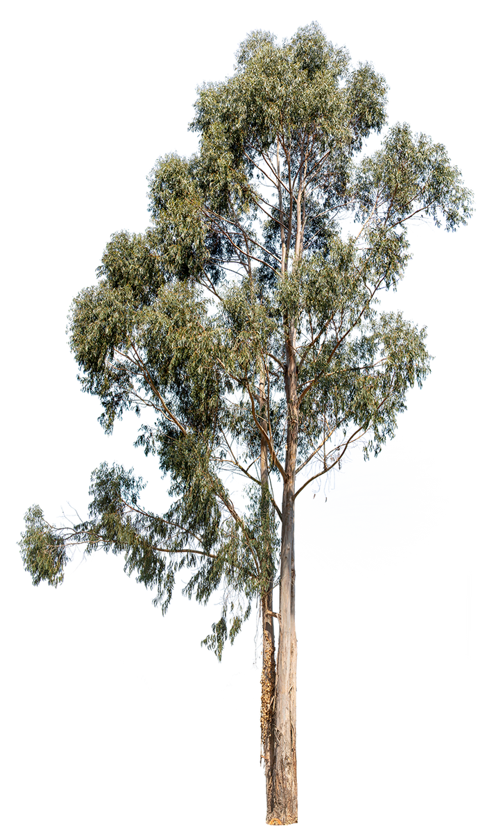 Eucalyptus globulus